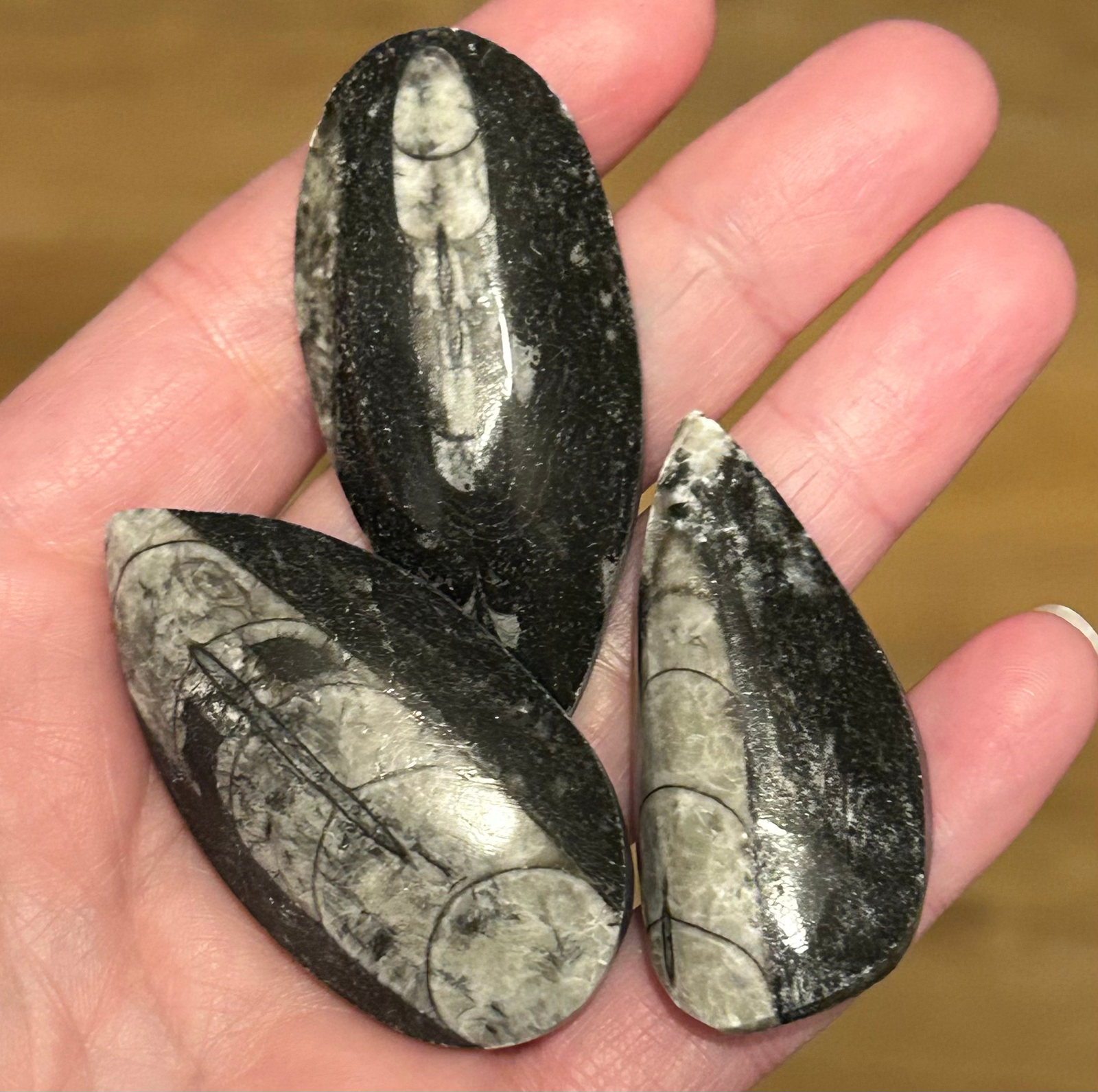 Orthaceras Fossil - Image 2