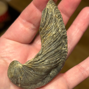 Devils Toe Nail (Gryphaea bivalve) Fossil