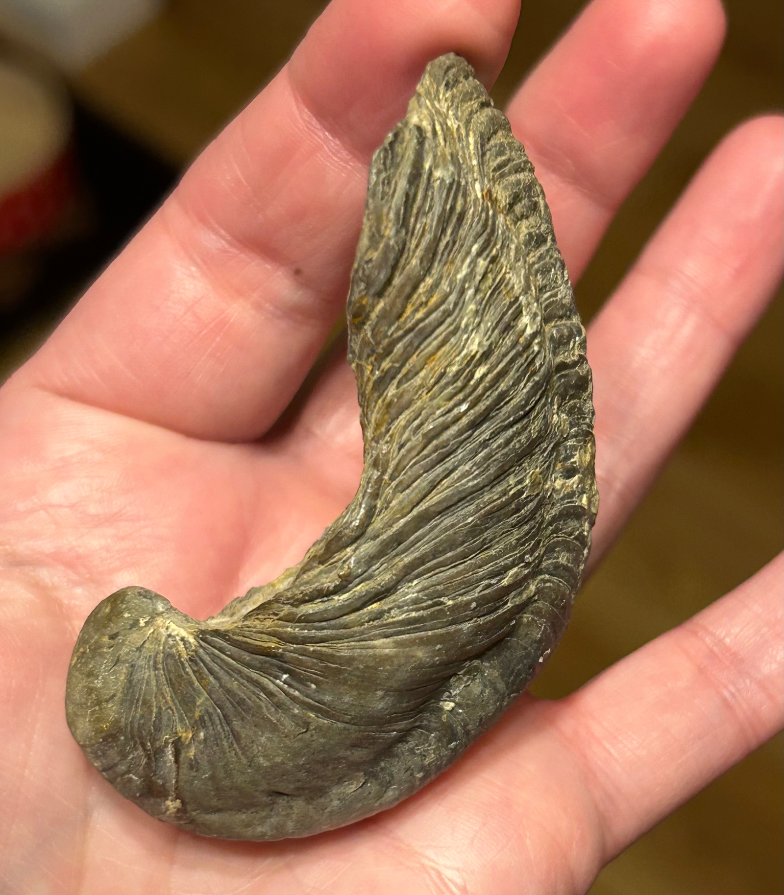 Devils Toe Nail (Gryphaea bivalve) Fossil