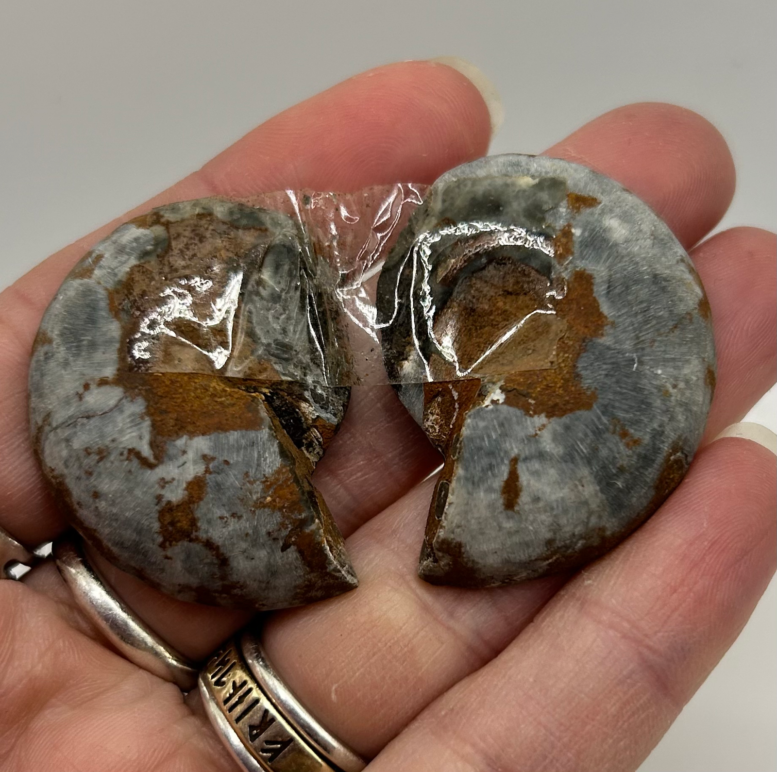 Ammonite Fossil - Image 2