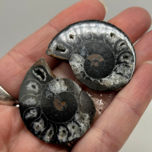 Ammonite Fossil