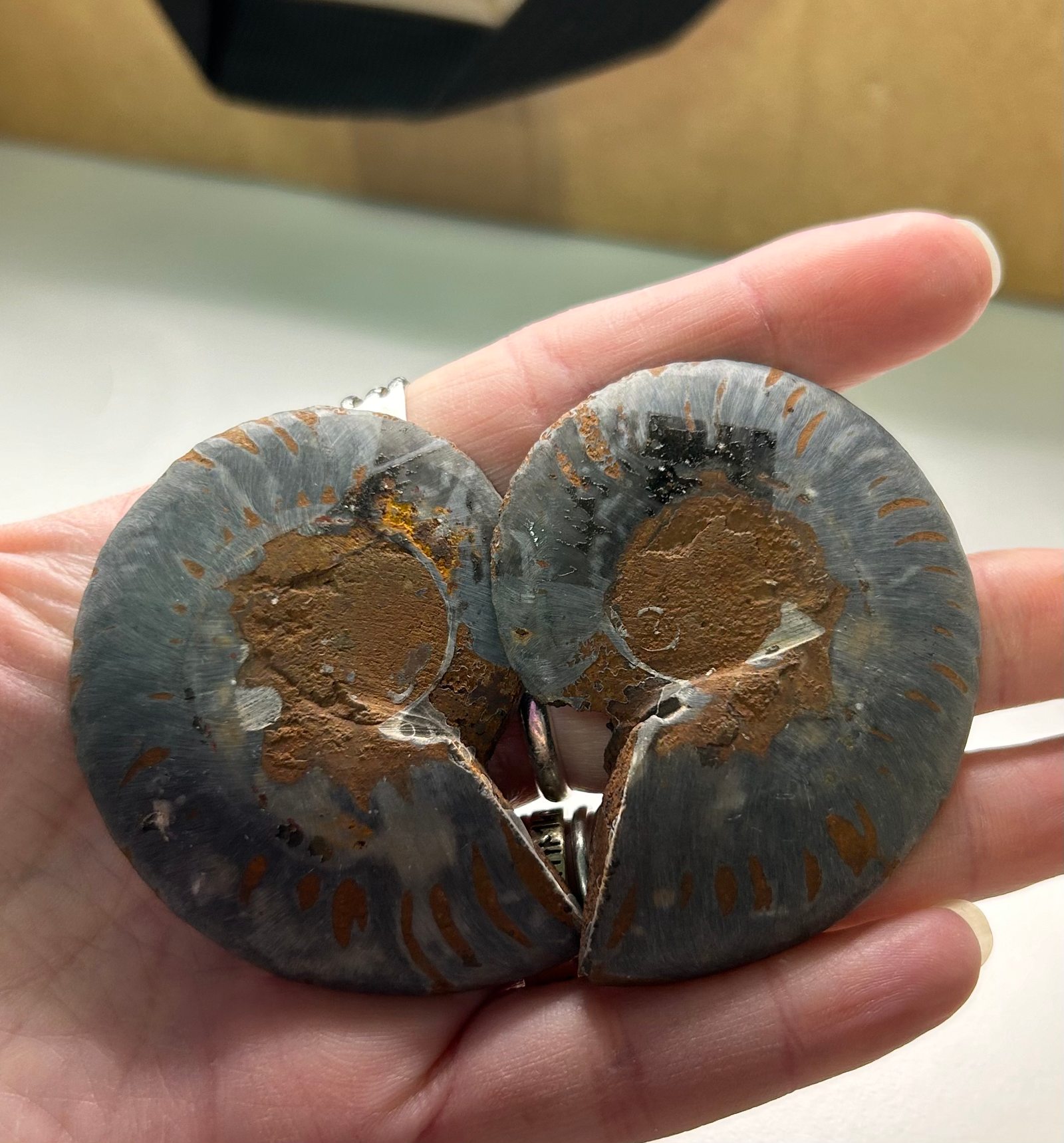 Ammonite Fossil - Image 2