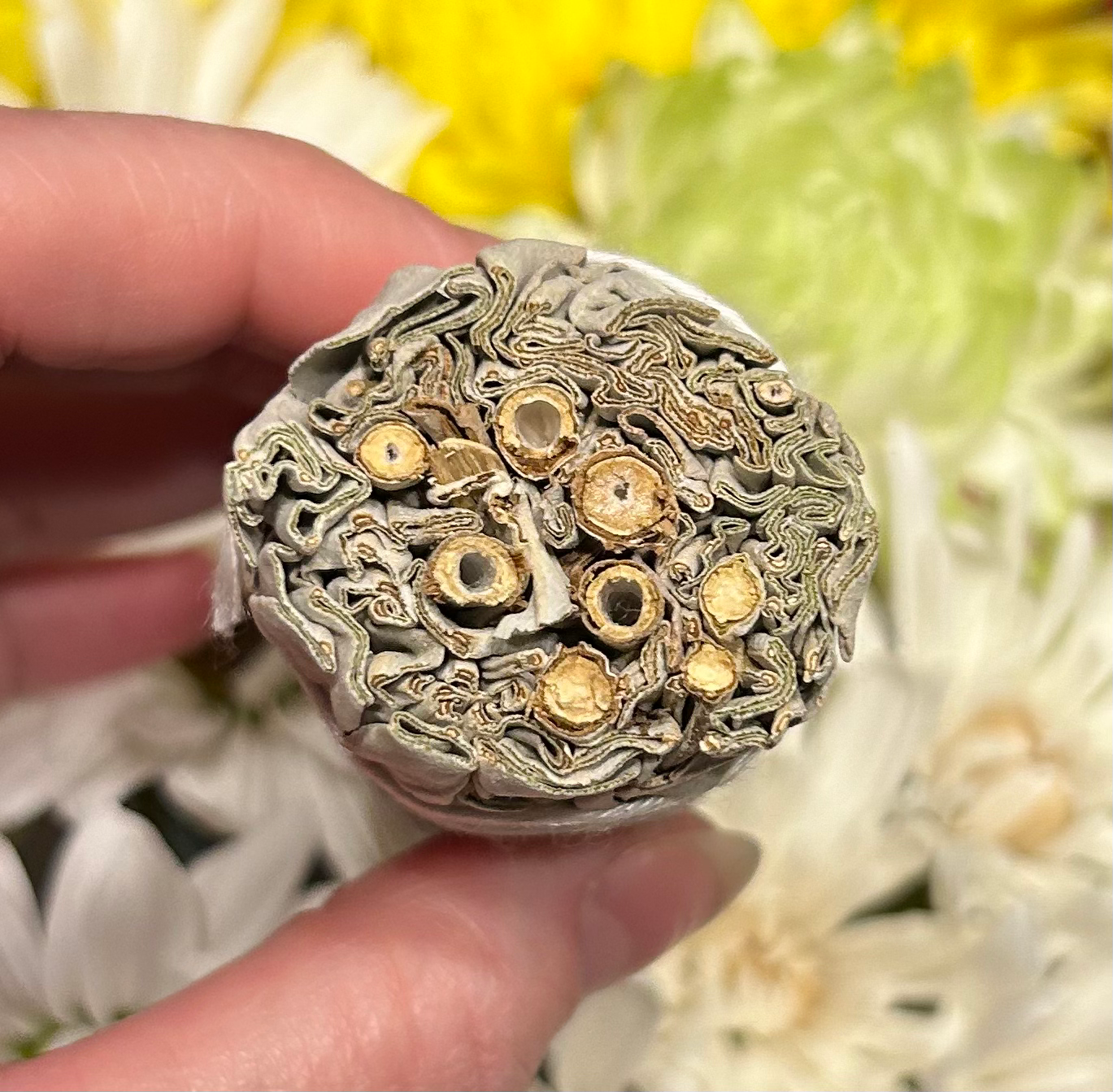 4inch Californian White Sage Bundle - Image 2