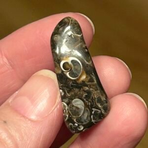 Turritella Fossil Agate Tumble Stone