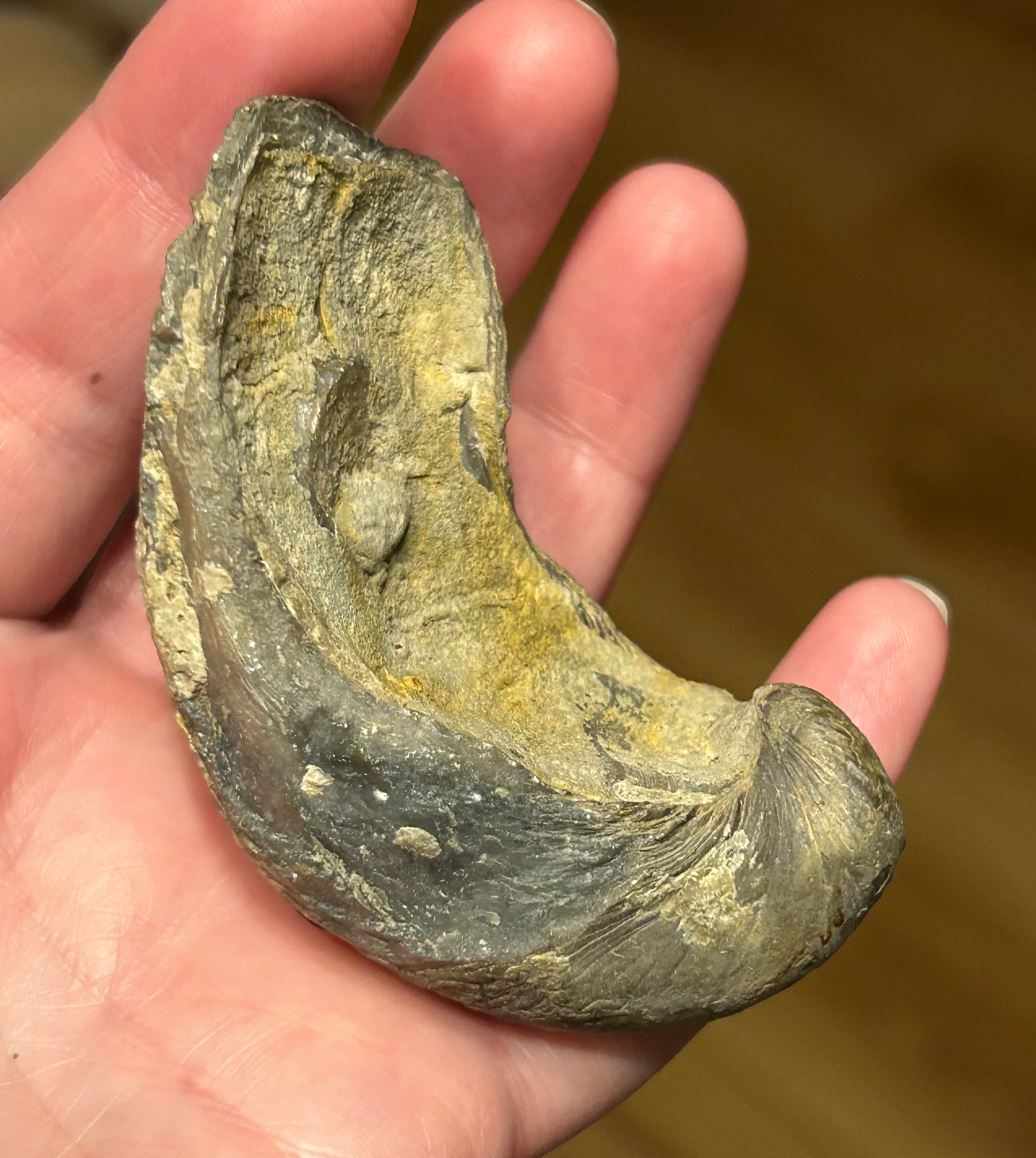 Devils Toe Nail (Gryphaea bivalve) Fossil - Image 2