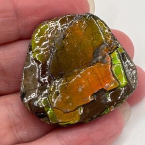 Ammolite