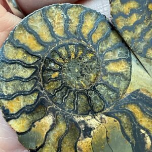 Hematite Replaced Ammonite Pair-Morocco