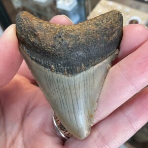 Megalodon Shark Tooth