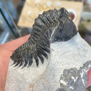 Trilobite- Morocco