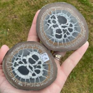 Septarian “Thunder Egg” Nodule