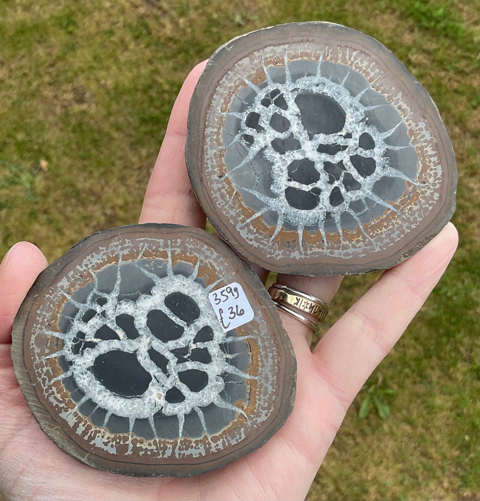 Septarian “Thunder Egg” Nodule