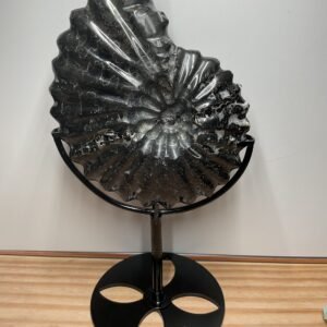 Ammonite Fossil (Whole) on Stand