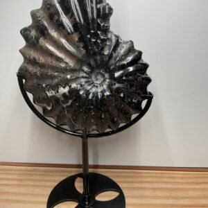 Ammonite Fossil (Whole) on Stand