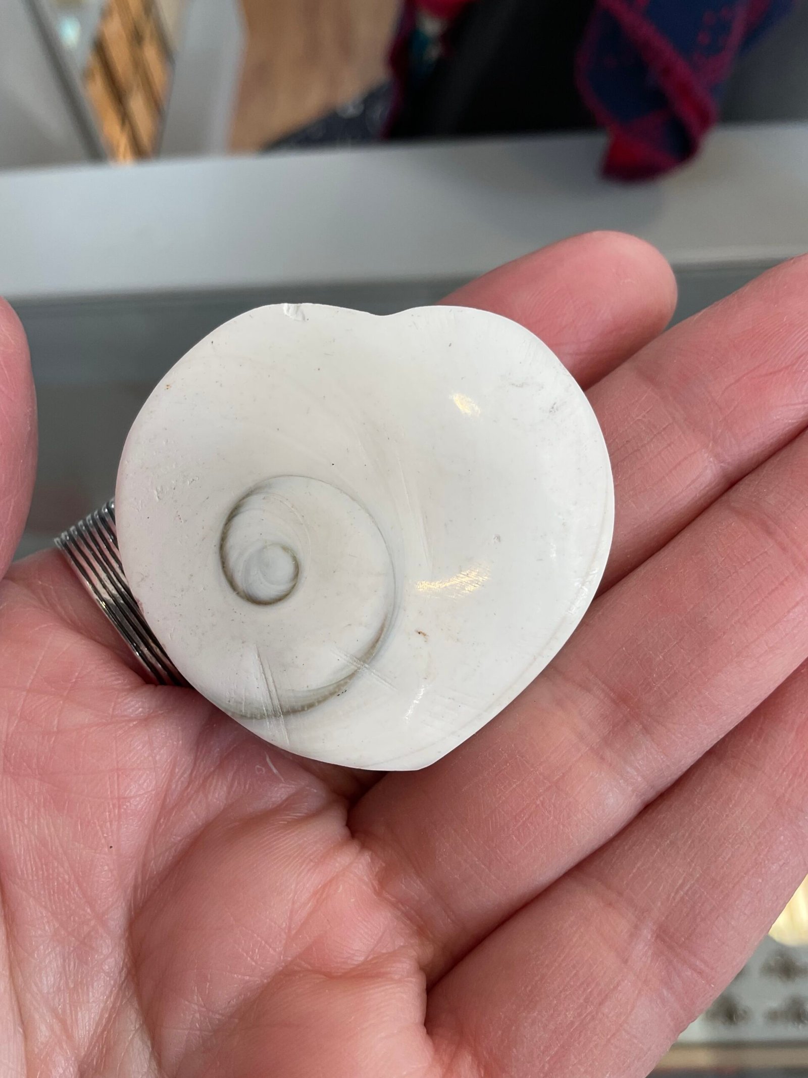 Shiva Shell Heart