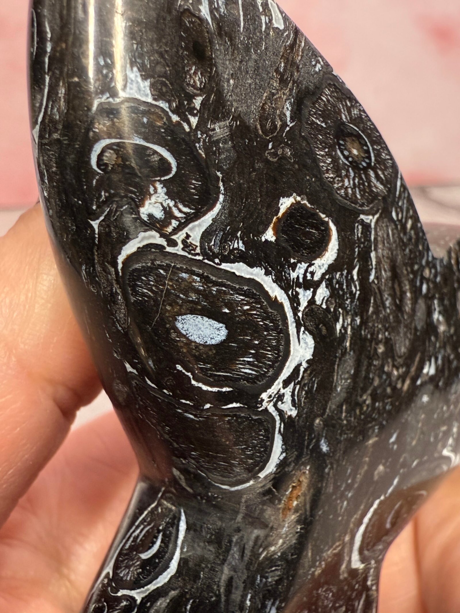 Petrified Palm Root ‘Mermaids Tail’ Carving - Image 7