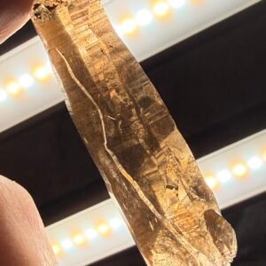 Malawi Smoky Quartz Point