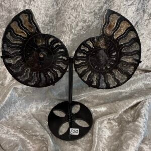 Ammonite Pair on Custom Stand
