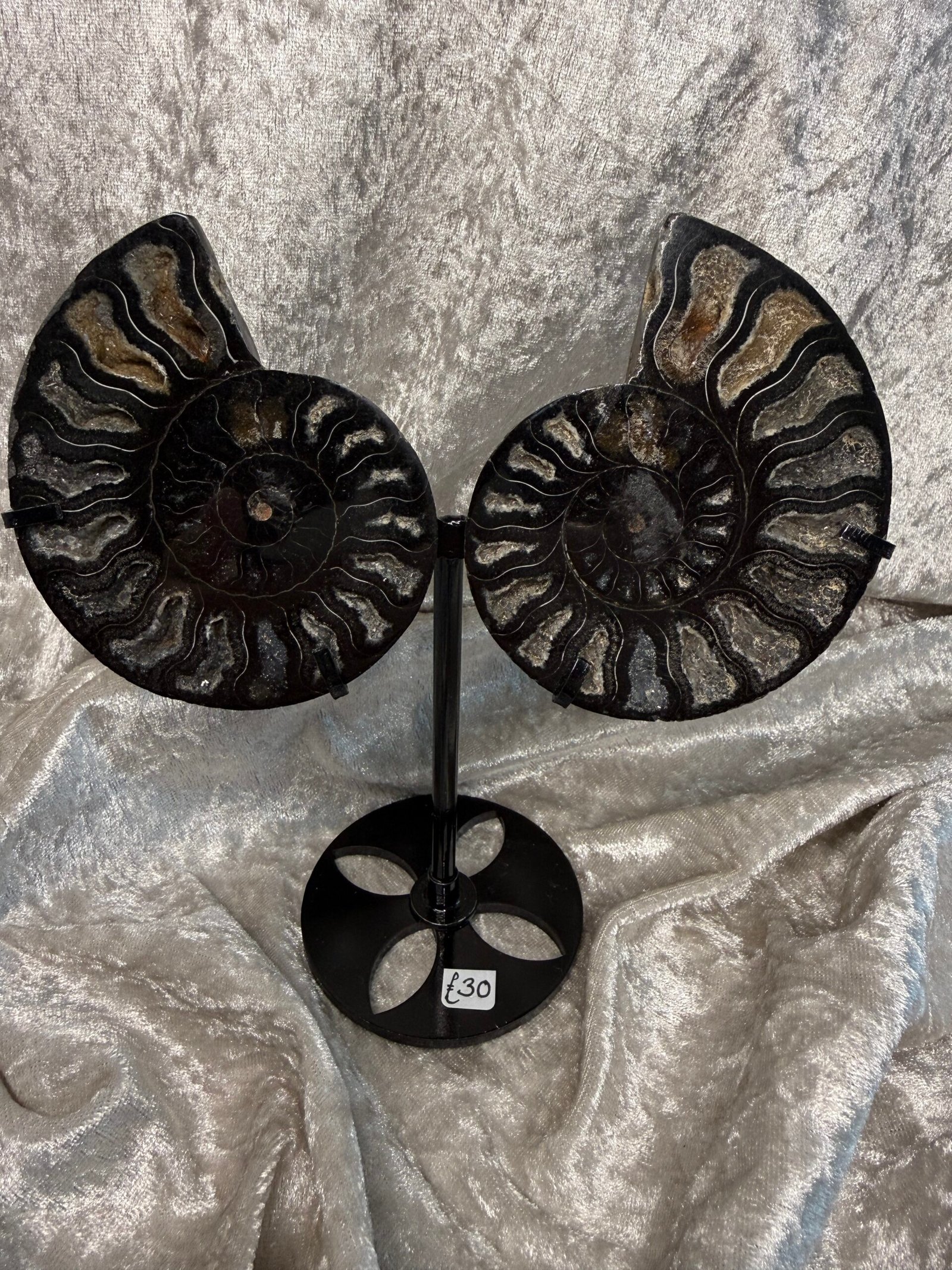 Ammonite Pair on Custom Stand