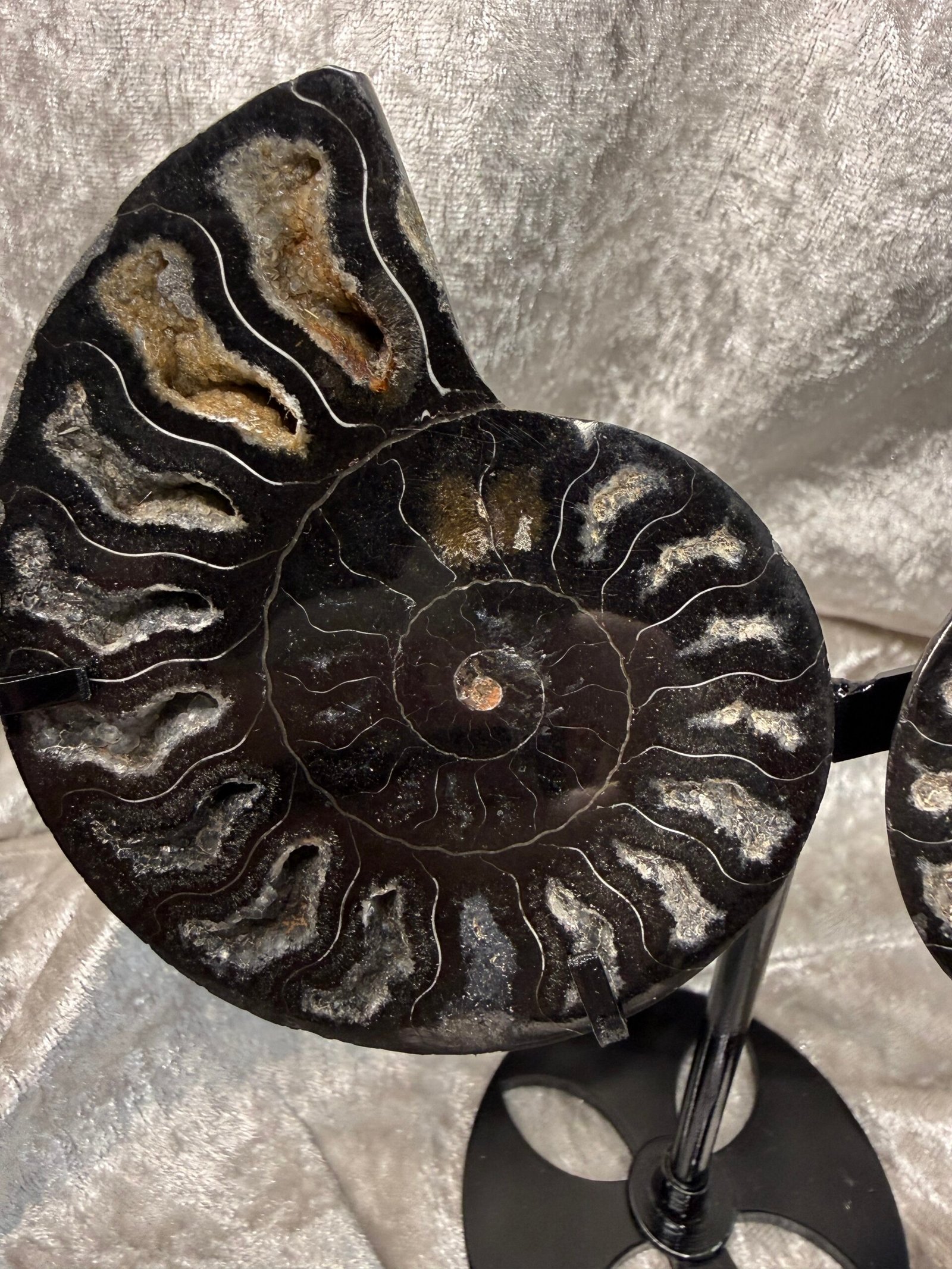 Ammonite Pair on Custom Stand - Image 3