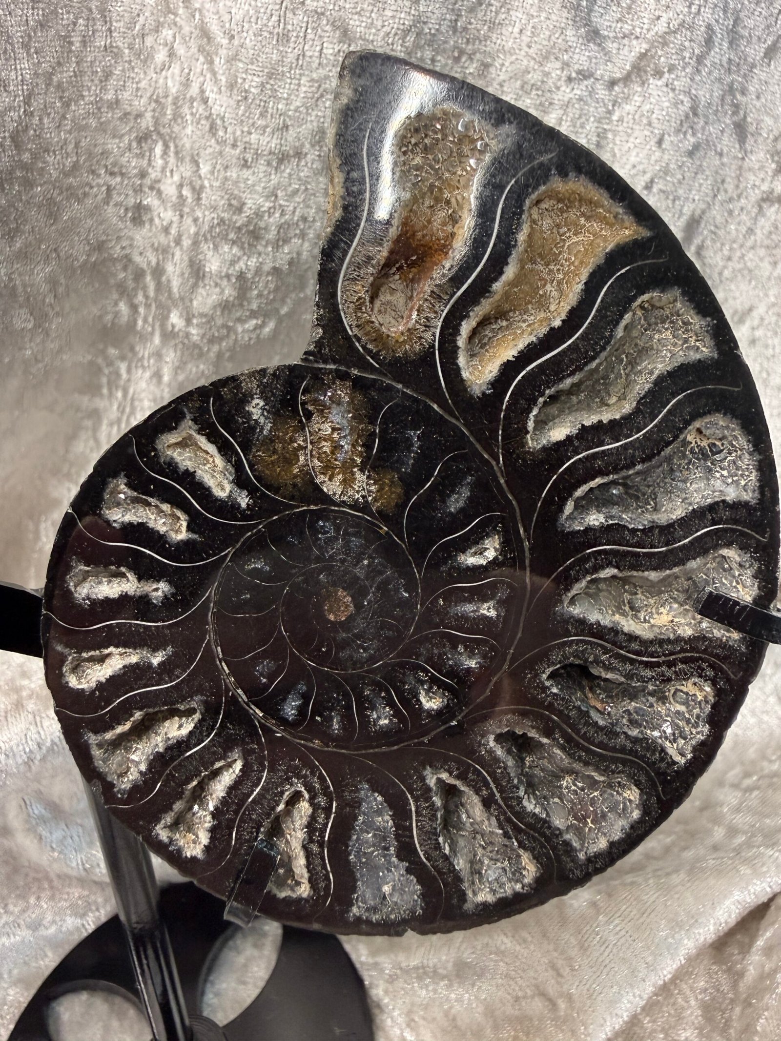 Ammonite Pair on Custom Stand - Image 4