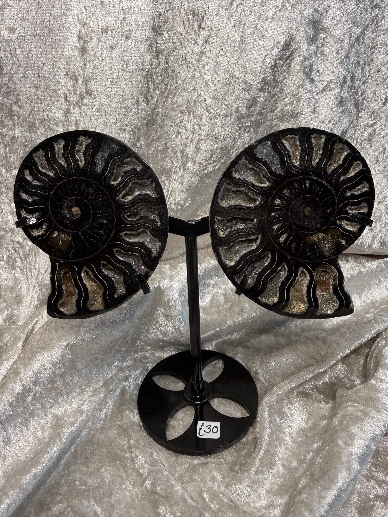 Ammonite Pair on Custom Stand - Image 5