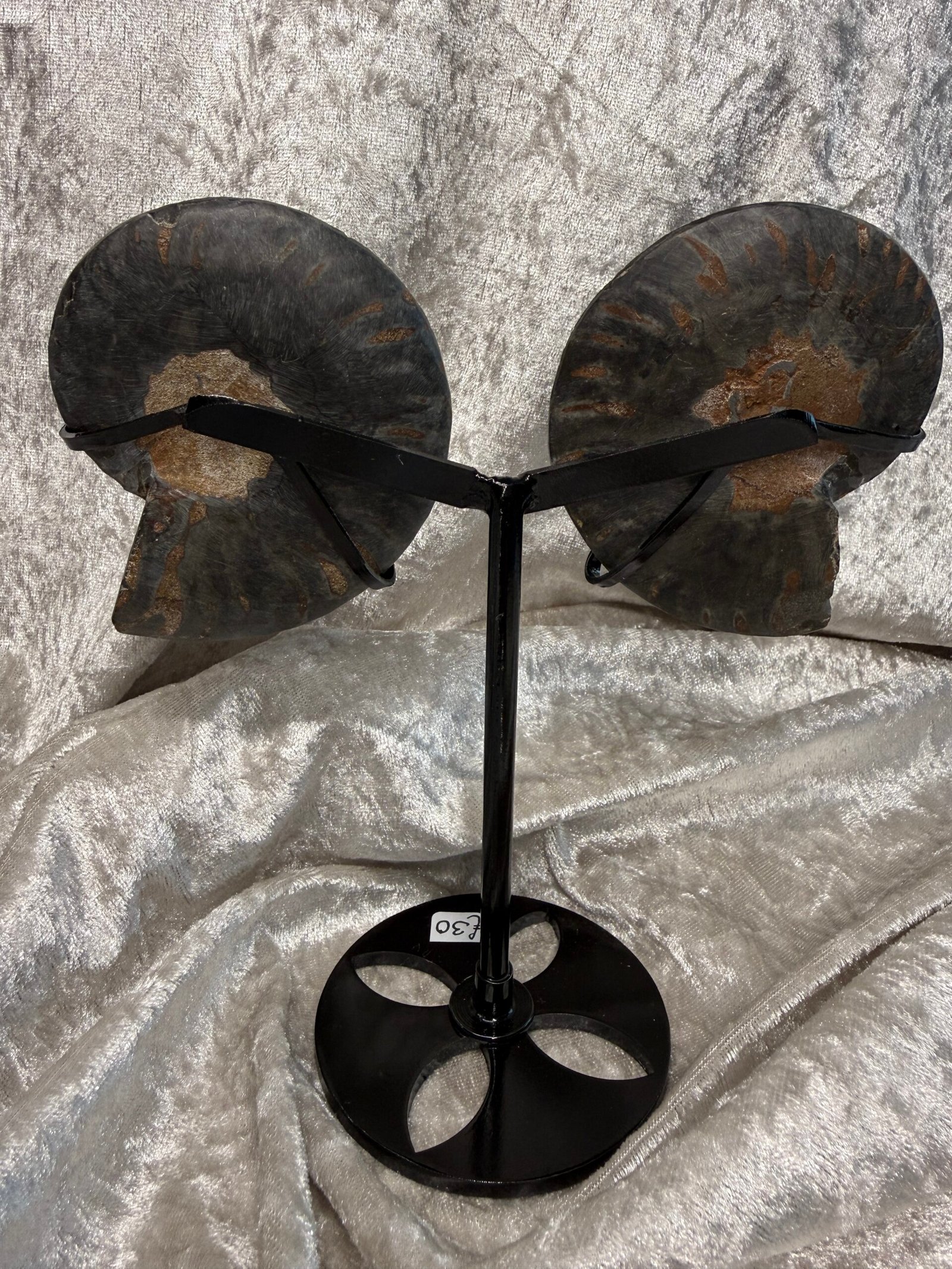 Ammonite Pair on Custom Stand - Image 6