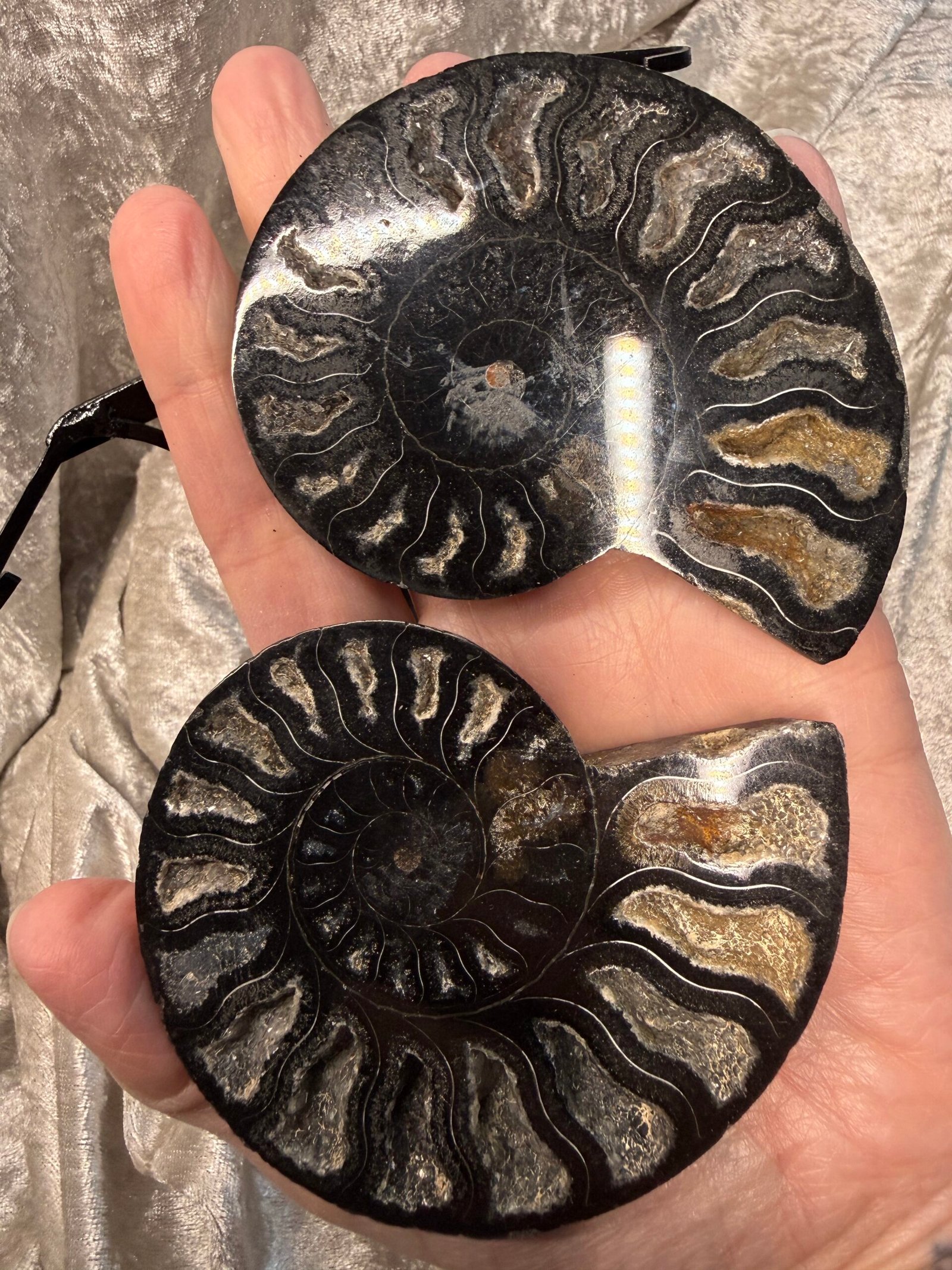 Ammonite Pair on Custom Stand - Image 7