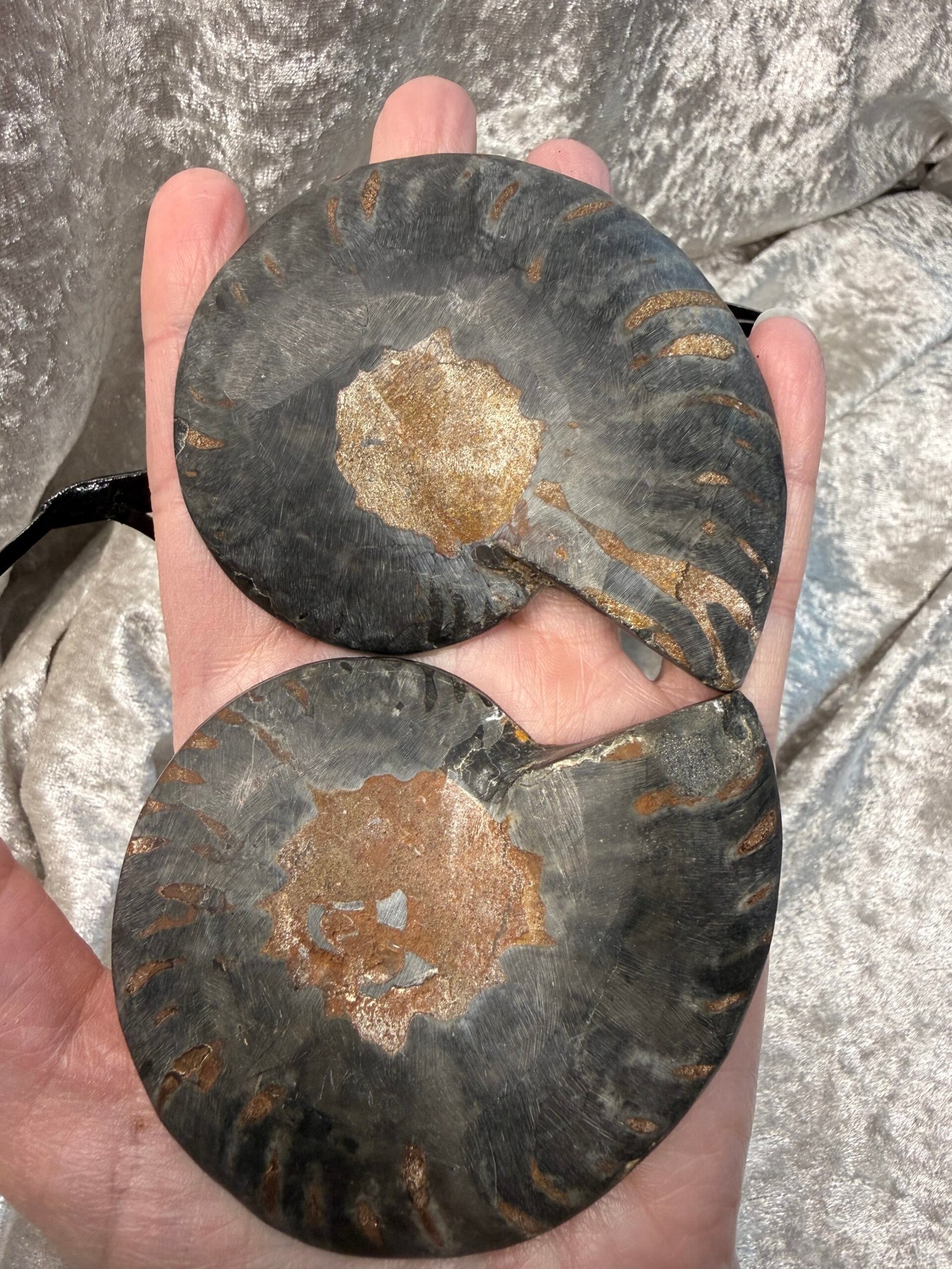Ammonite Pair on Custom Stand - Image 8