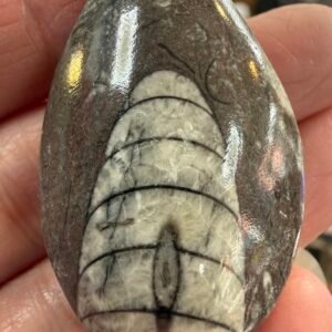 Orthoceras Fossil (pear drop shape)