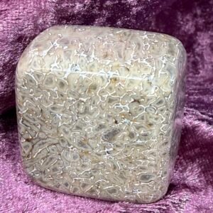 Dinosaur Bone Pebble