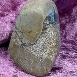 Dinosaur Bone Pebble